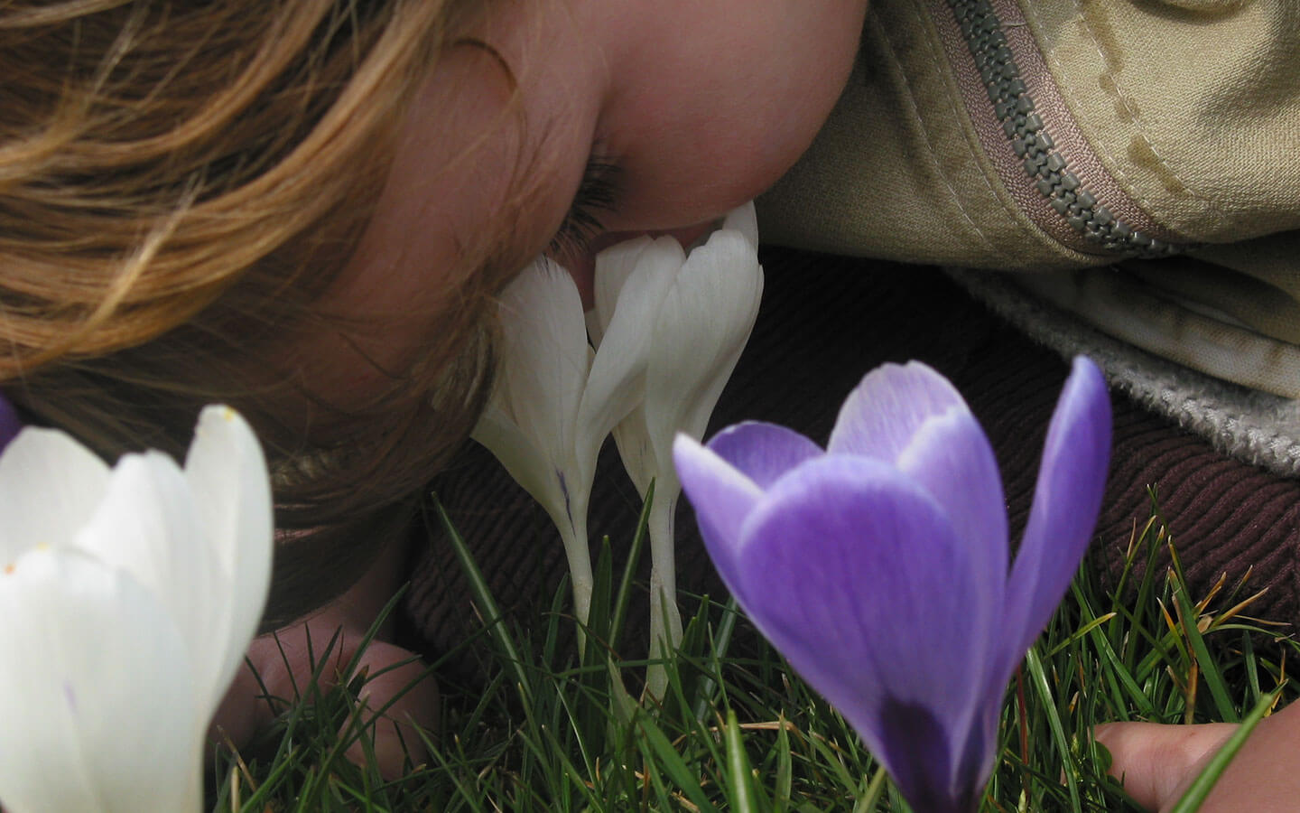 Ein kleines Kind hält seine Nase kopfüber in eine Krokusblüte