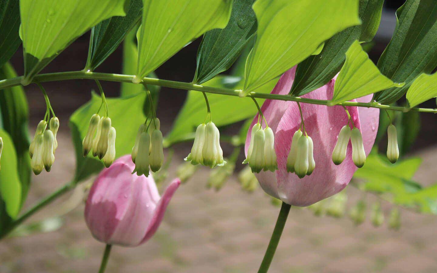 Frühlingsblumen und zwei rosafarbene Tulpen